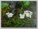 dscf3690.jpg