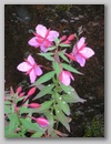 dscf3692.jpg