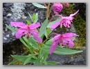 dscf3695.jpg