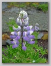 dscf3698.jpg