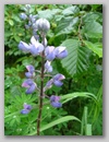 dscf3705.jpg