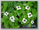 Miniature Dogwood