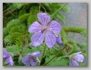 dscf3729.jpg