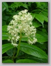dscf3743.jpg