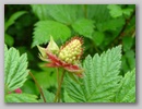 dscf3746.jpg