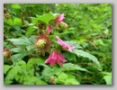 dscf3748.jpg