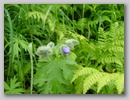 dscf3768.jpg