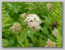 dscf3772.jpg