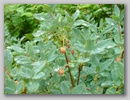 dscf3774.jpg