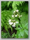 dscf3781.jpg