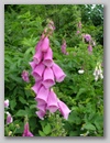 Foxglove