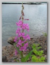 dscf4166.jpg