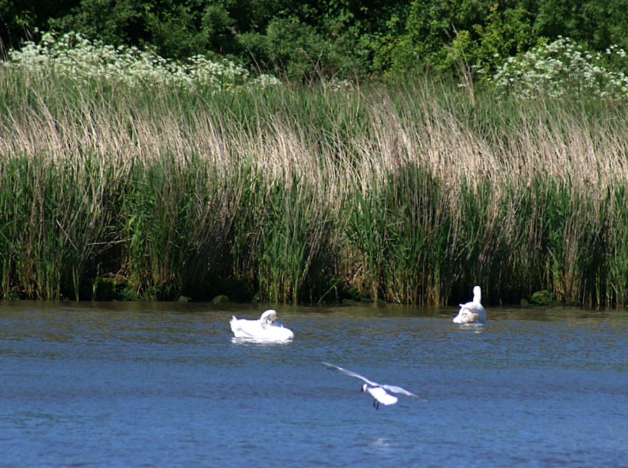Canal wildlife