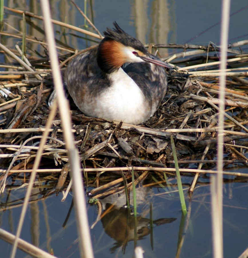 Nesting water fowl
