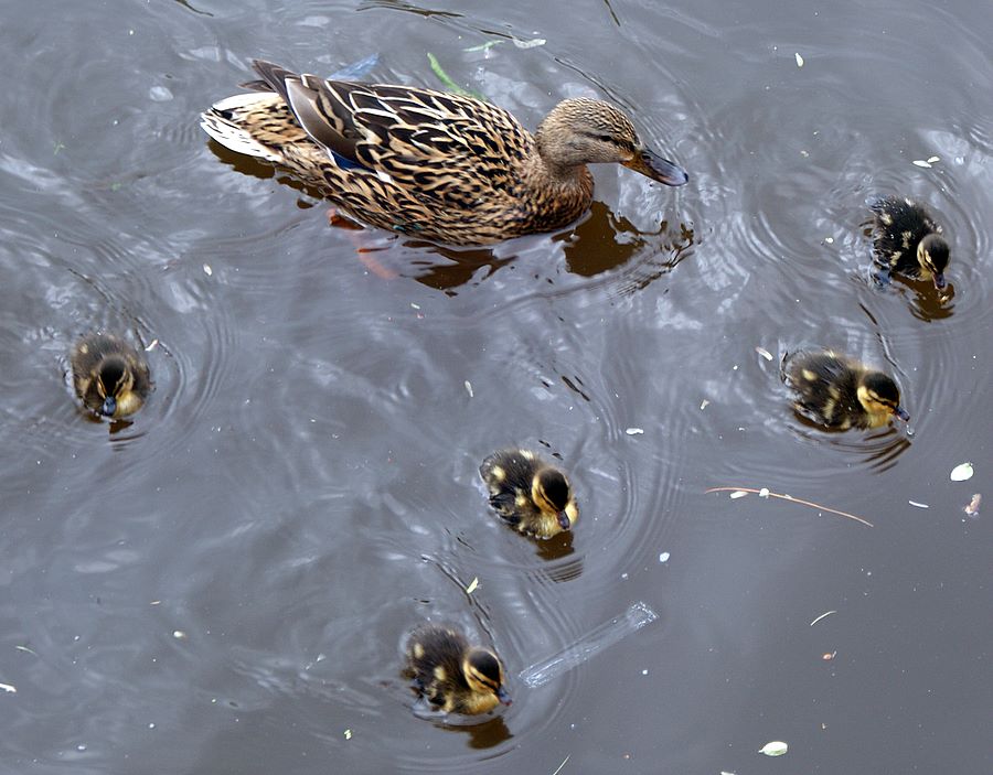 Springtime on the water