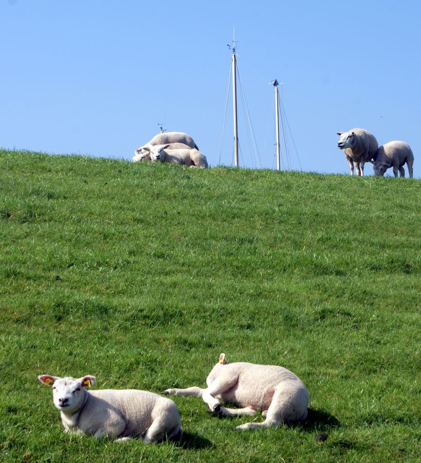 Sheep grazing the dike with masts from the marina in the backgorund, Stavoren