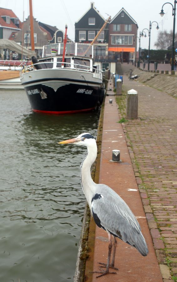 A heron on the wall at Volendam